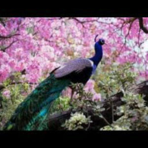 Meet your Posher, Cheikh